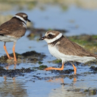 Sieweczka obrożna - Charadrius hiaticula - Common Ringed Plover