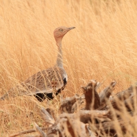Dropik bladoczuby - Lophotis gindiana - Buff-crested Bustard