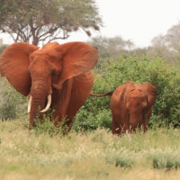 Słoń afrykański - Loxodonta africana -  African savanna elephant 