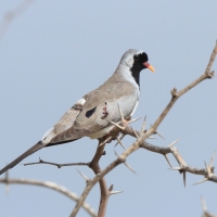 Turkaweczka czarnogardła - Oena capensis - Namaqua Dove