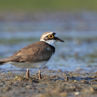 Sieweczka rzeczna - Charadrius dubius - Little Ringed Plover