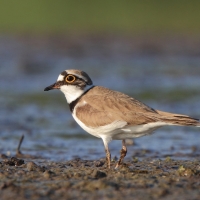 Sieweczka rzeczna - Charadrius dubius - Little Ringed Plover