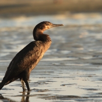 Kormoran przylądkowy - Phalacrocorax capensis - Cape Cormorant