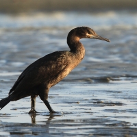 Kormoran przylądkowy - Phalacrocorax capensis - Cape Cormorant