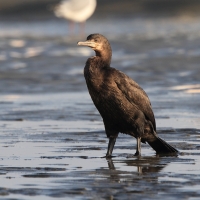 Kormoran przylądkowy - Phalacrocorax capensis - Cape Cormorant