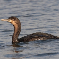 Kormoran przylądkowy - Phalacrocorax capensis - Cape Cormorant