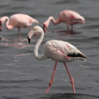 Flaming różowy - Phoenicopterus roseus - Greater Flamingo