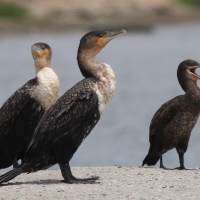 Kormoran białoszyi - Phalacrocorax lucidus - White-breasted Cormorant