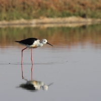 Szczudłak zwyczajny - Himantopus himantopus - Black-winged Stilt