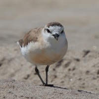 Sieweczka białoczelna - Charadrius marginatus - White-fronted Plover