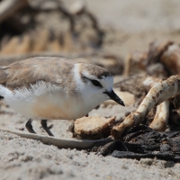 Sieweczka białoczelna - Charadrius marginatus - White-fronted Plover