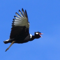 Dropik jasnoskrzydły - Afrotis afraoides - White-quilled Bustard
