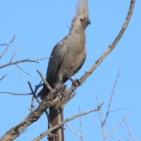 Hałaśnik szary - Corythaixoides concolor - Grey Go-away-bird
