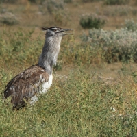 Drop olbrzymi - Ardeotis kori - Kori Bustard