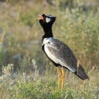 Dropik jasnoskrzydły - Afrotis afraoides - White-quilled Bustard