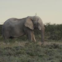 Słoń afrykański - Loxodonta africana -  African savanna elephant 