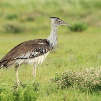 Drop olbrzymi - Ardeotis kori - Kori Bustard