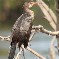 Kormoran etiopski - Microcarbo africanus - Reed Cormorant