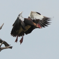 Gęsiec - Plectropterus gambensis - Spur-winged Goose