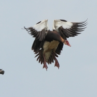 Gęsiec - Plectropterus gambensis - Spur-winged Goose