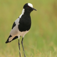 Czajka srokata - Vanellus armatus - Blacksmith Lapwing