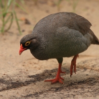 Szponiastonóg krasnodzioby - Pternistis adspersus - Red-billed Francolin