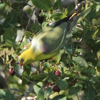 Treron krasnonosy - Treron calvus - African Green Pigeon