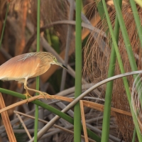 Czapla modronosa - Ardeola ralloides - Squacco Heron