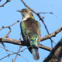 Kukułeczka pstra - Chrysococcyx caprius - Diederick Cuckoo