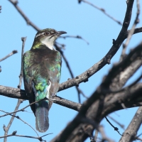 Kukułeczka pstra - Chrysococcyx caprius - Diederick Cuckoo