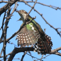 Kukułeczka pstra - Chrysococcyx caprius - Diederick Cuckoo
