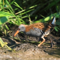 Wodnik - Water Rail