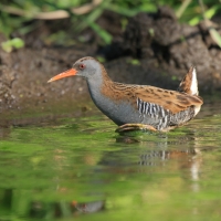 Wodnik - Water Rail