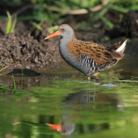 Wodnik - Water Rail