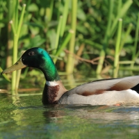 Krzyżówka - Anas platyrhynchos - Mallard