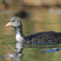 Łyska - Fulica atra - Common Coot