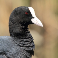 Łyska - Fulica atra - Common Coot