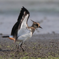 Czajka - Vanellus vanellus - Northern Lapwing