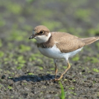 Sieweczka rzeczna - Charadrius dubius - Little Ringed Plover