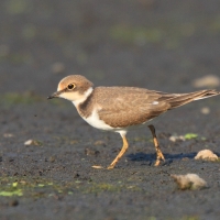 Sieweczka rzeczna - Charadrius dubius - Little Ringed Plover