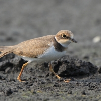Sieweczka rzeczna - Charadrius dubius - Little Ringed Plover