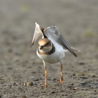Sieweczka rzeczna - Charadrius dubius - Little Ringed Plover