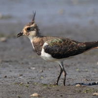 Czajka - Vanellus vanellus - Northern Lapwing