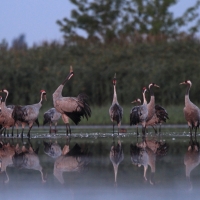 Żuraw - Grus grus - Common Crane