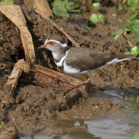 Sieweczka śniada - Charadrius tricollaris - Three-banded Plover