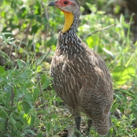 Szponiastonóg żółtogardły - Pternistis leucoscepus - Yellow-necked Spurfowl