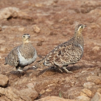 Stepówka czarnolica - Pterocles decoratus  - Black-faced Sandgrouse