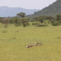 Drop olbrzymi - Ardeotis kori - Kori Bustard