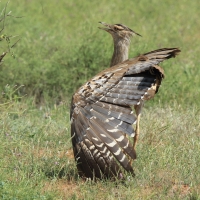 Drop olbrzymi - Ardeotis kori - Kori Bustard