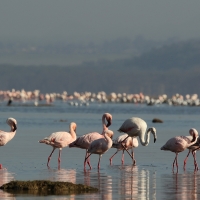 Flaming mały - Phoeniconaias minor - Lesser Flamingo